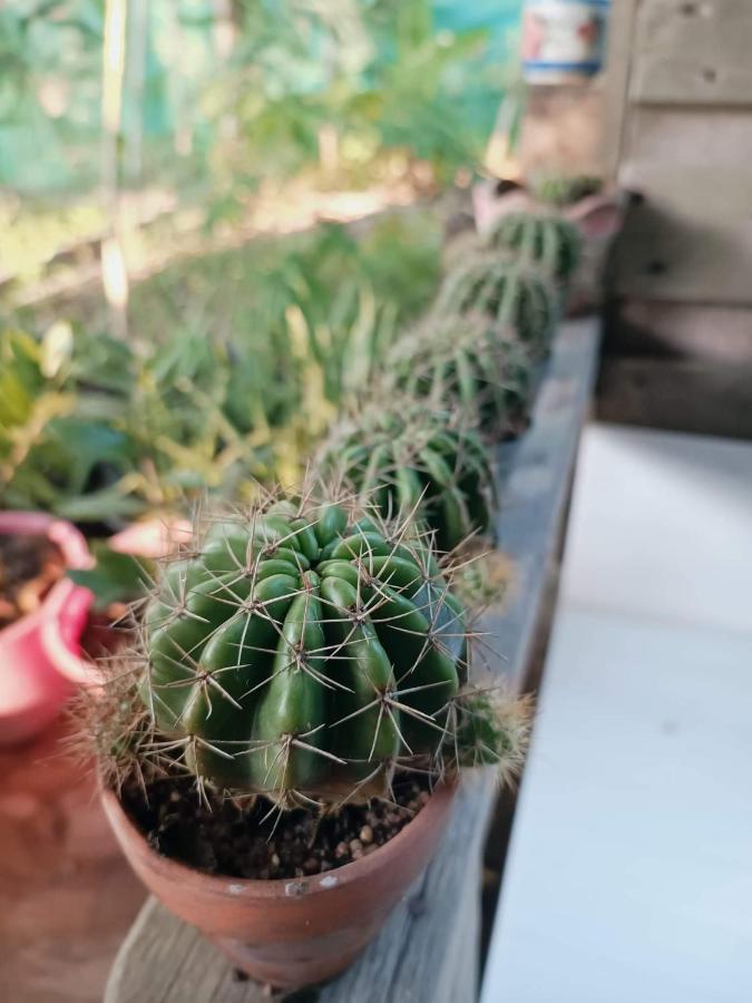 Tropical Koh Phangan * Тонг Сала